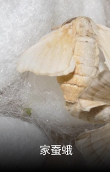 家蚕蛹